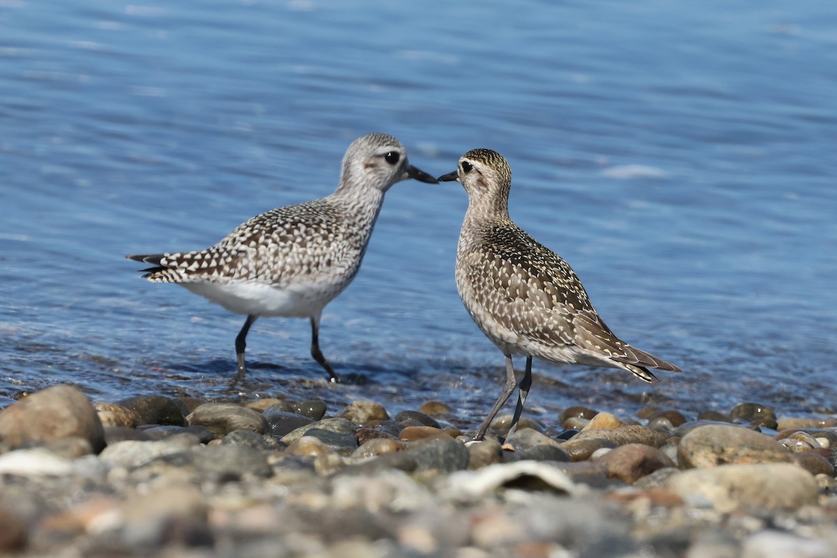 American Golden-Plover - ML643006580