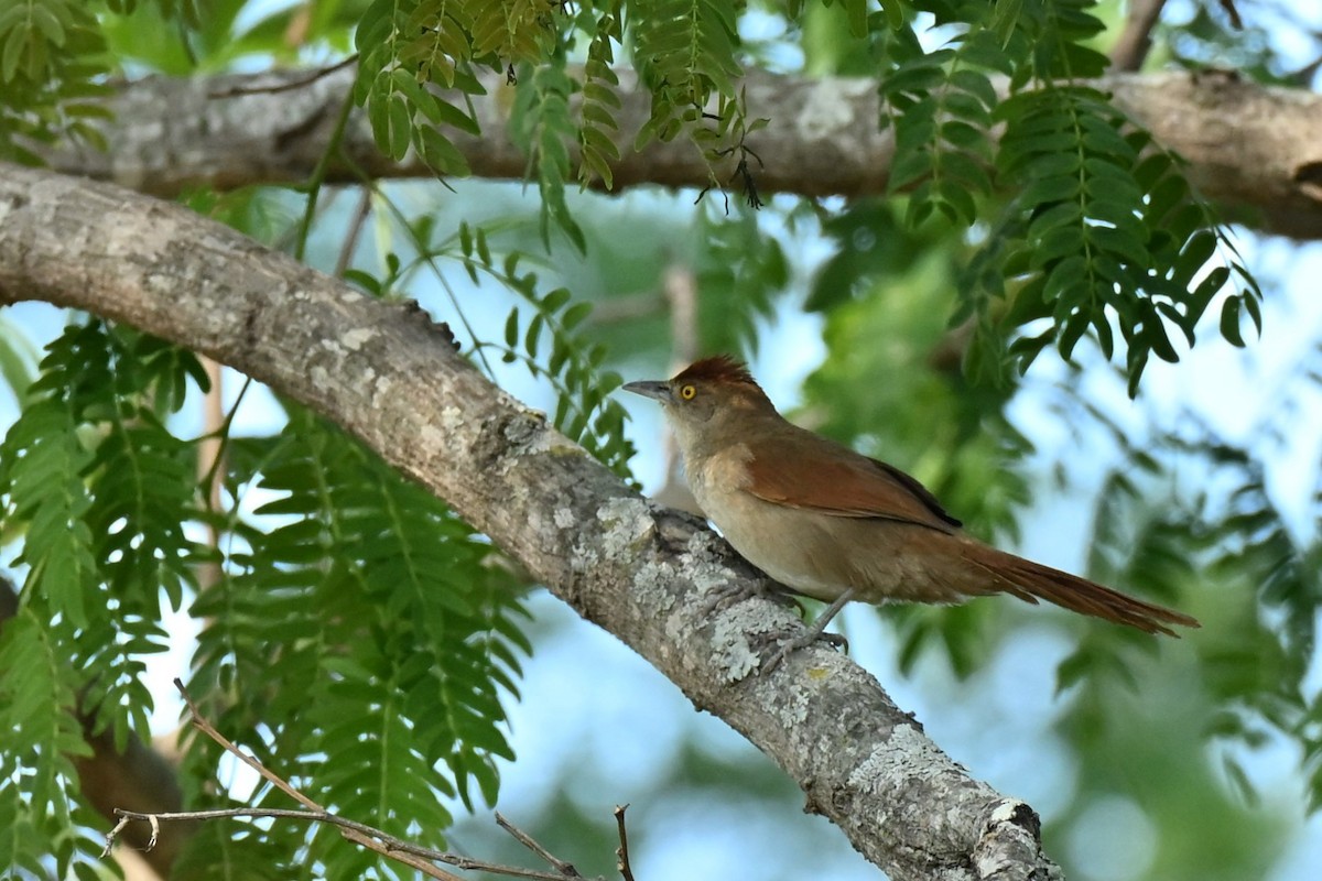 Greater Thornbird - ML643006585