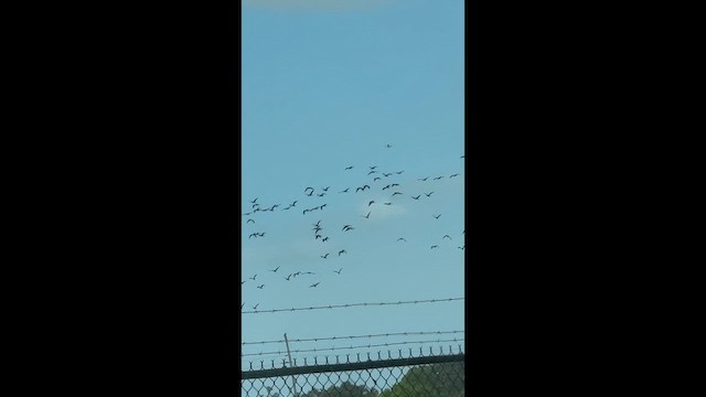 Glossy Ibis - ML643006590