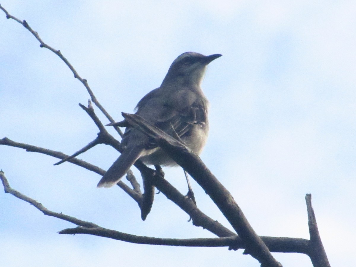 Tropical Mockingbird - ML643006593