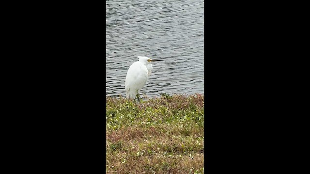 Snowy Egret - ML643006604