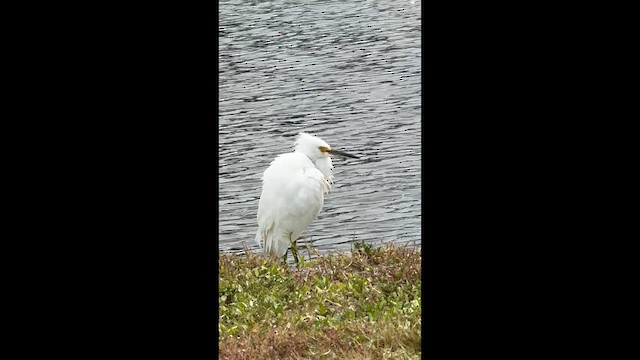 Snowy Egret - ML643006605