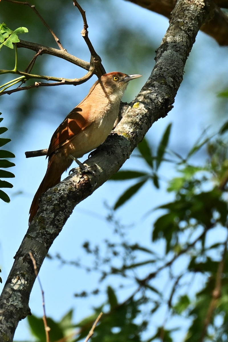 Greater Thornbird - ML643006606