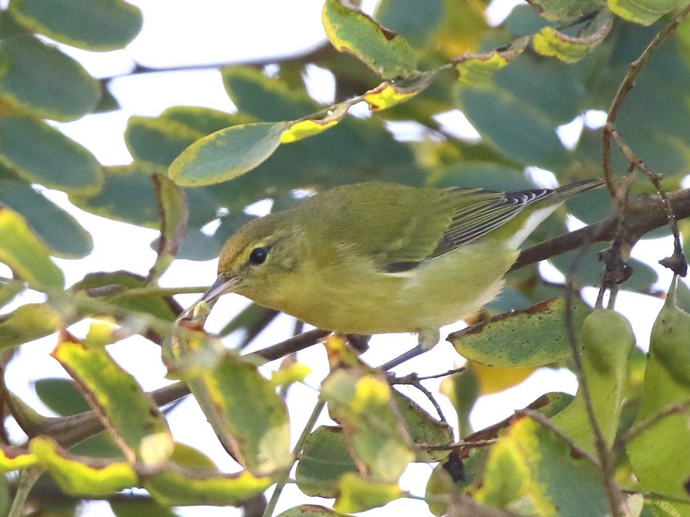 møllparula - ML643006615