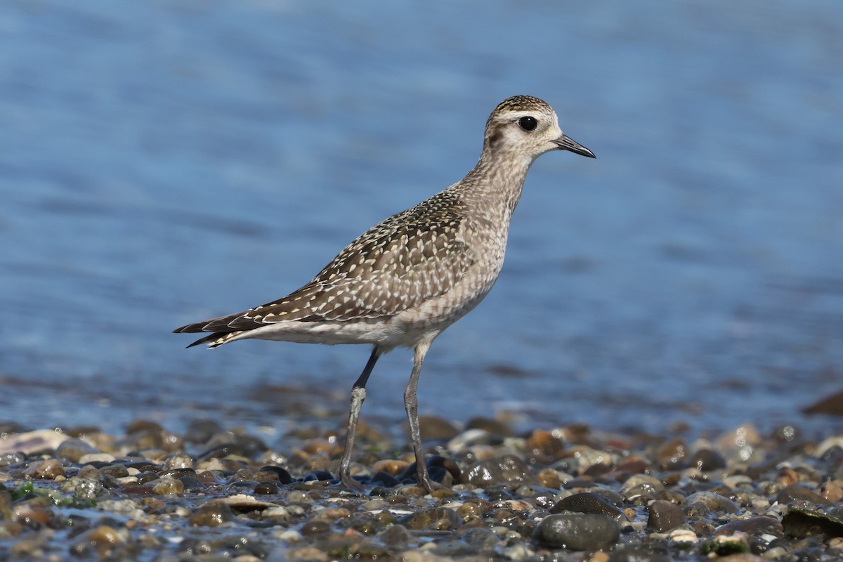 American Golden-Plover - ML643006617