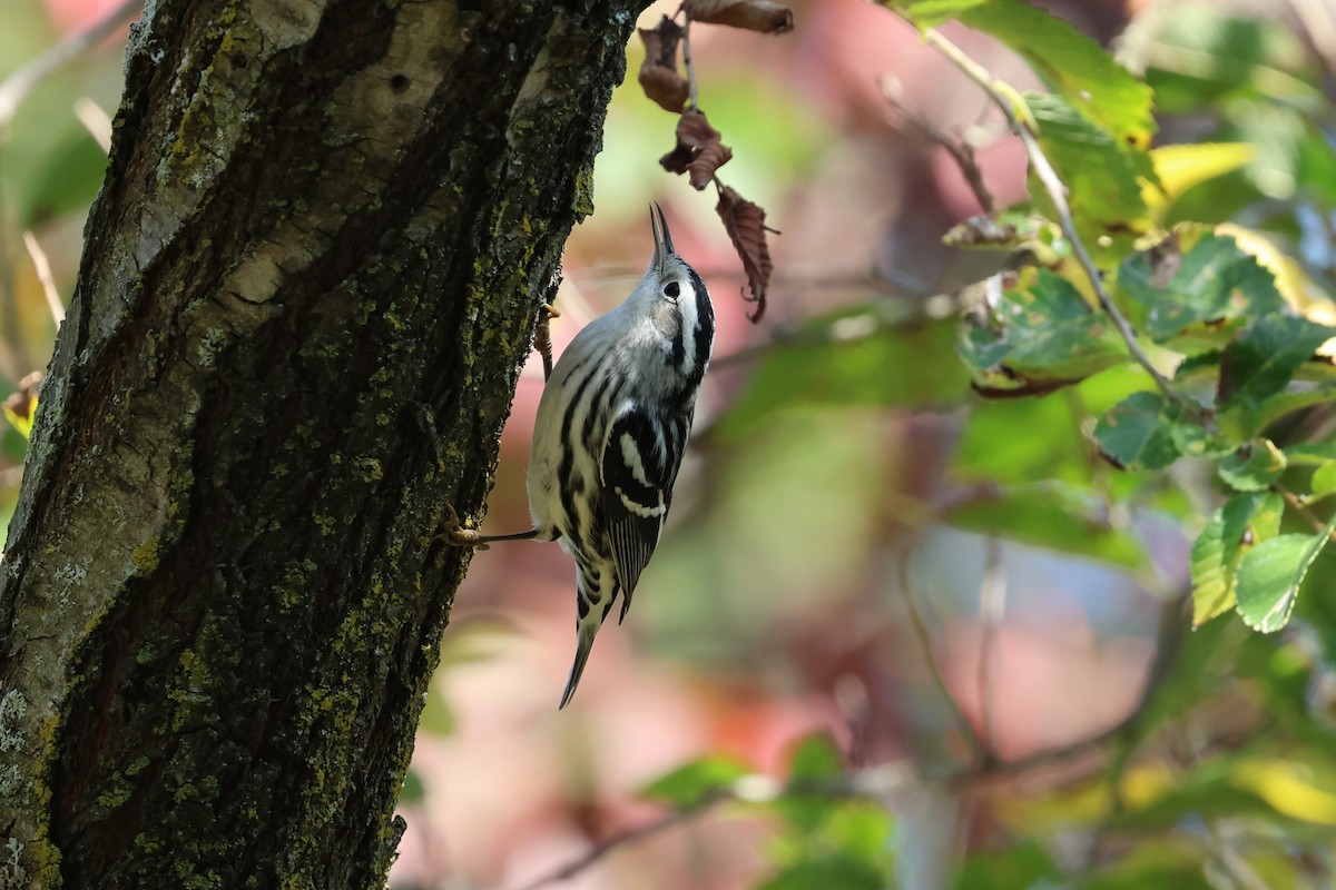 Black-and-white Warbler - ML643006636