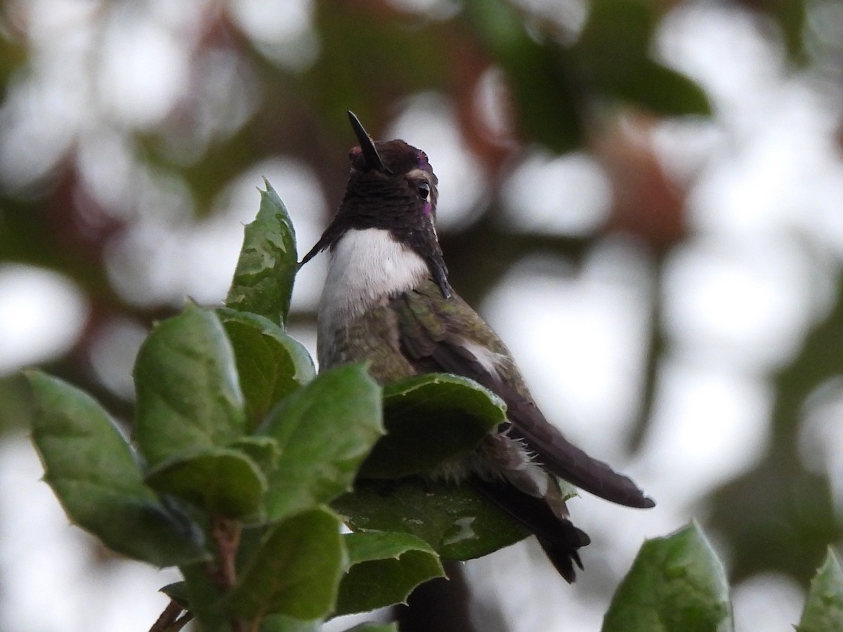 Costa's Hummingbird - ML643006645