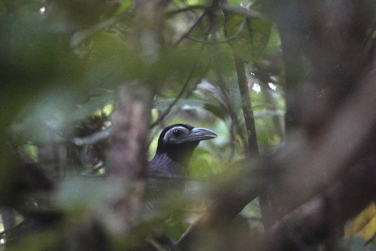 Bornean Ground-Cuckoo - ML643006649