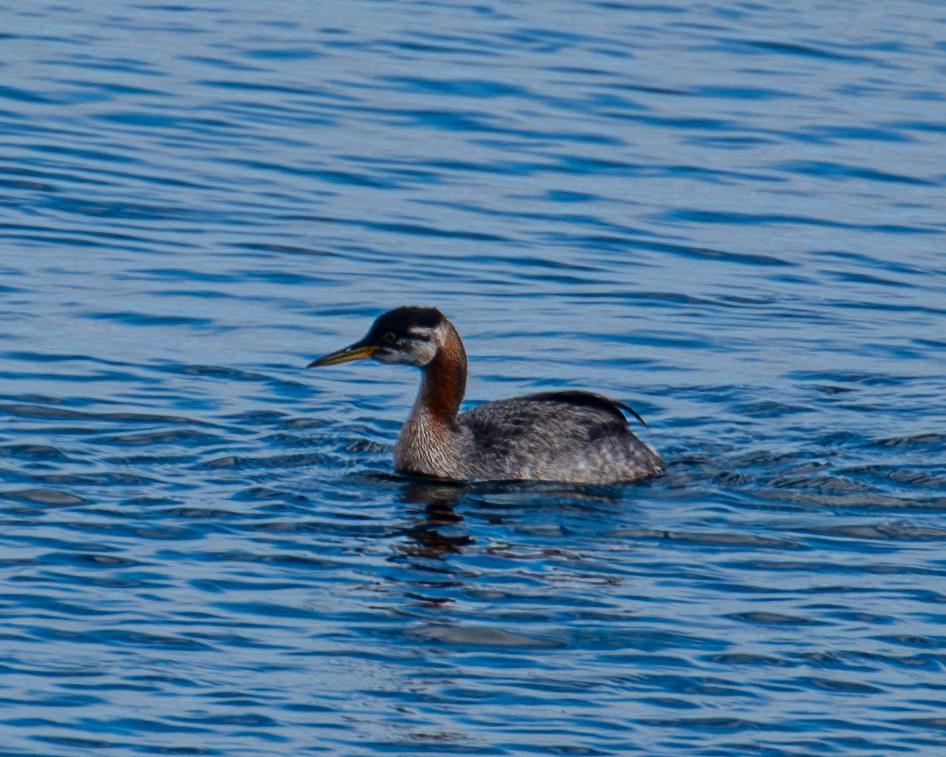 Red-necked Grebe - ML643006666