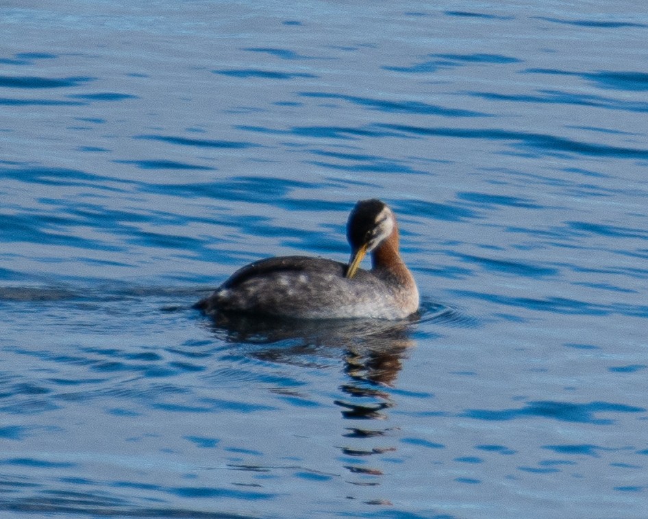 Red-necked Grebe - ML643006667