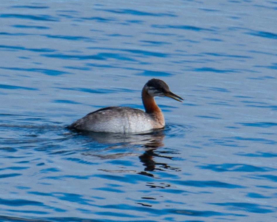 Red-necked Grebe - ML643006668
