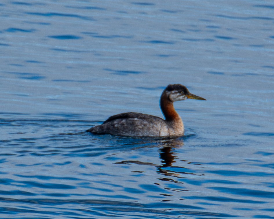 Red-necked Grebe - ML643006669
