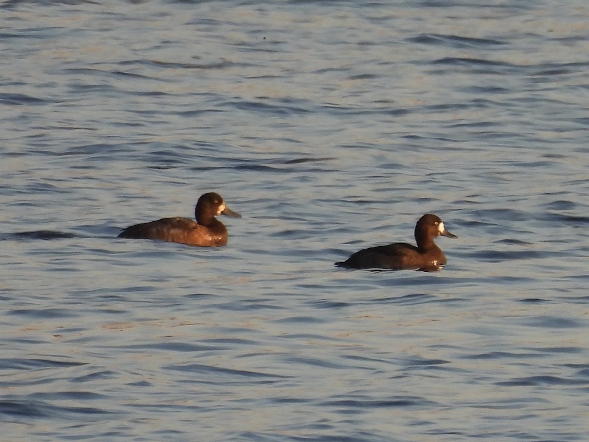 Greater Scaup - ML643006684