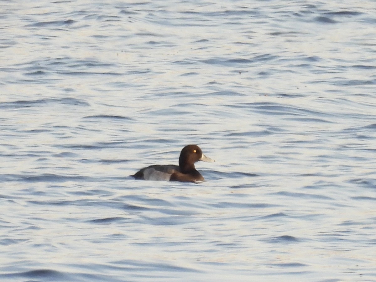 Greater Scaup - ML643006685