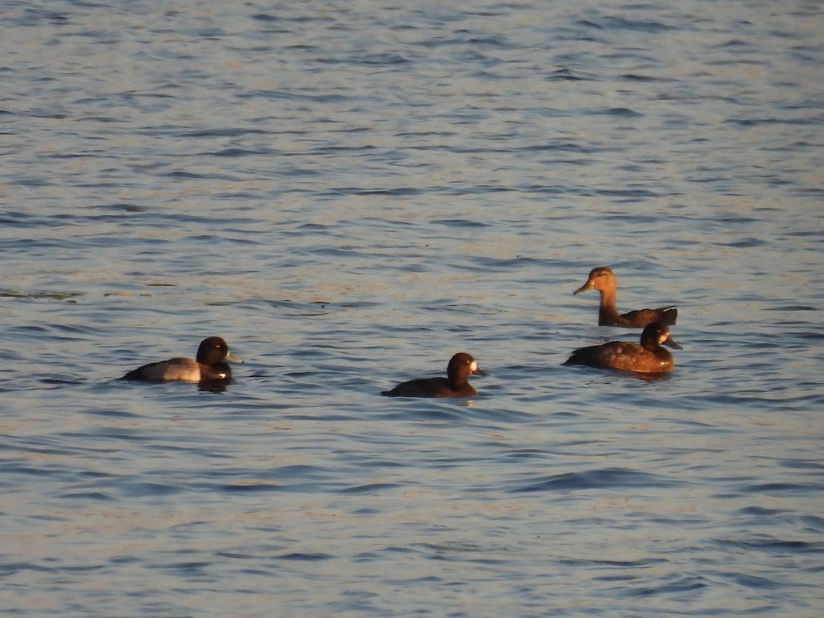 Greater Scaup - ML643006687