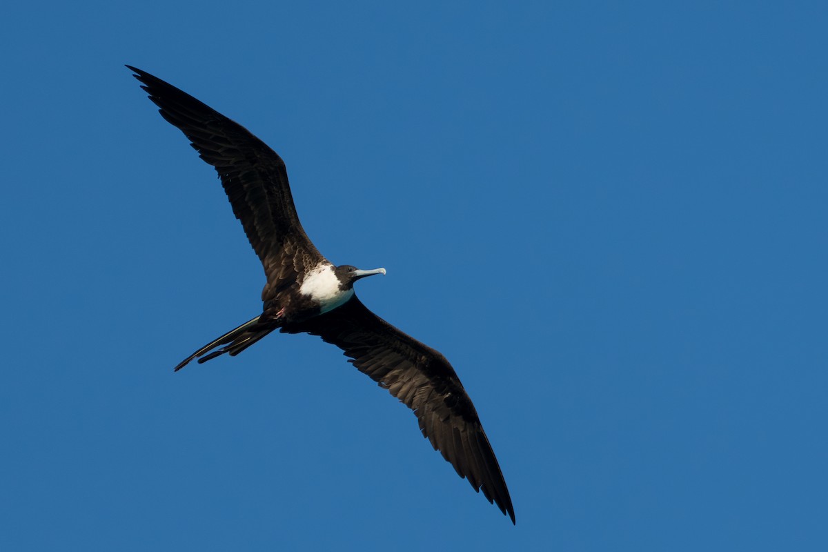 Magnificent Frigatebird - ML643006688