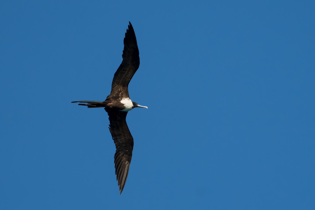 Magnificent Frigatebird - ML643006691