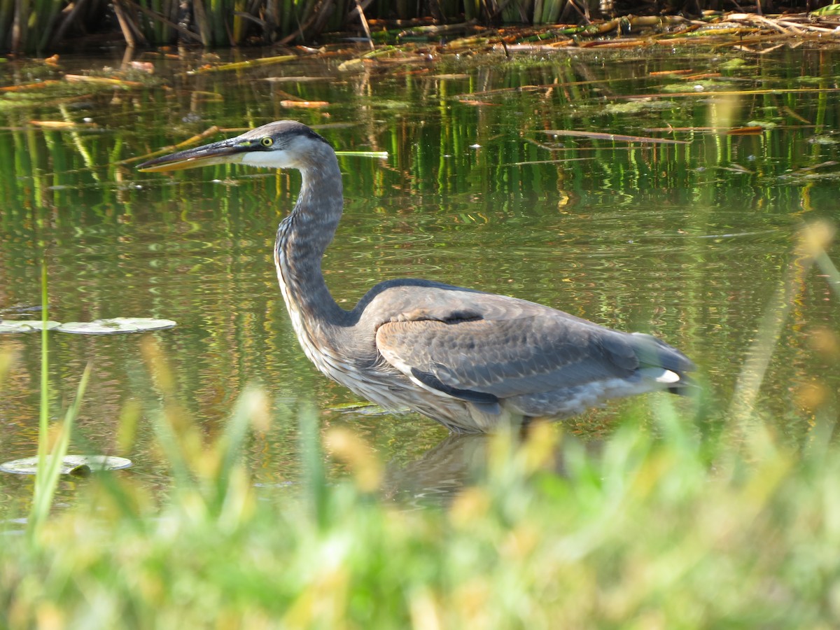 Great Blue Heron - ML643006711