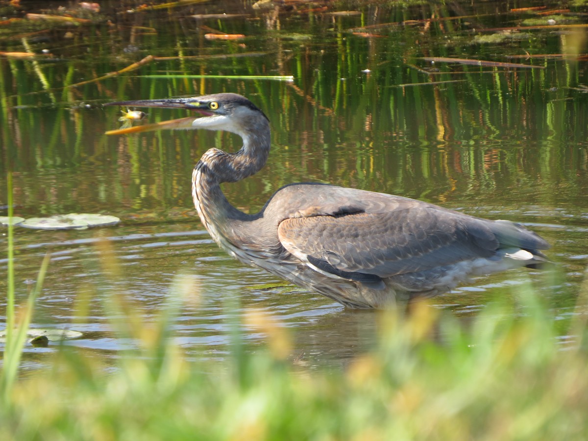 Great Blue Heron - ML643006712