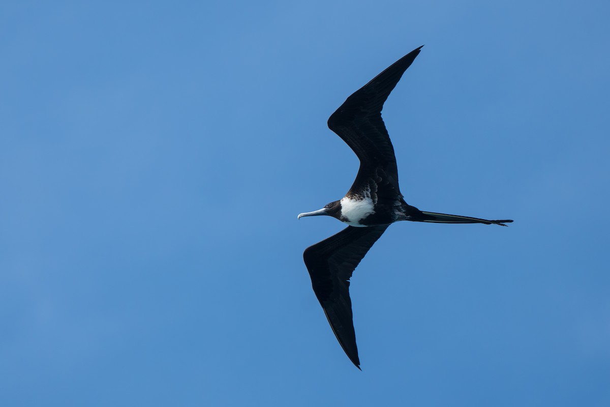 Magnificent Frigatebird - ML643006737
