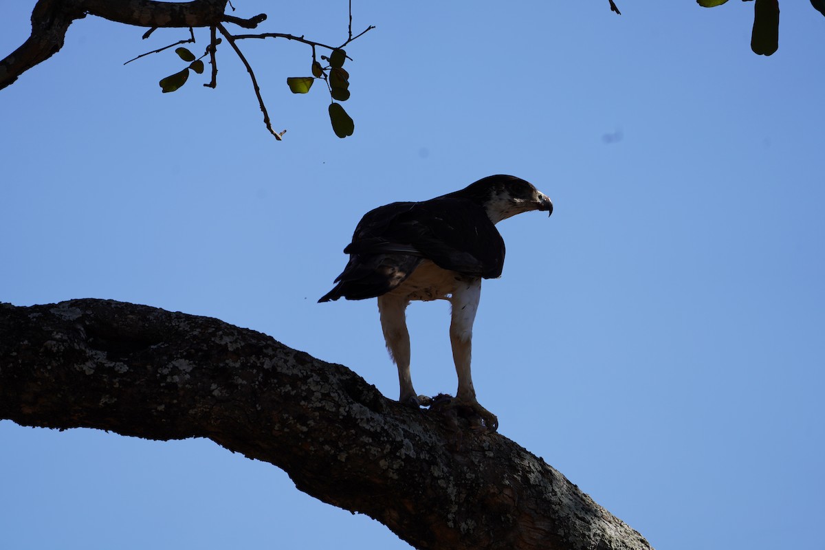 African Hawk-Eagle - ML643006754