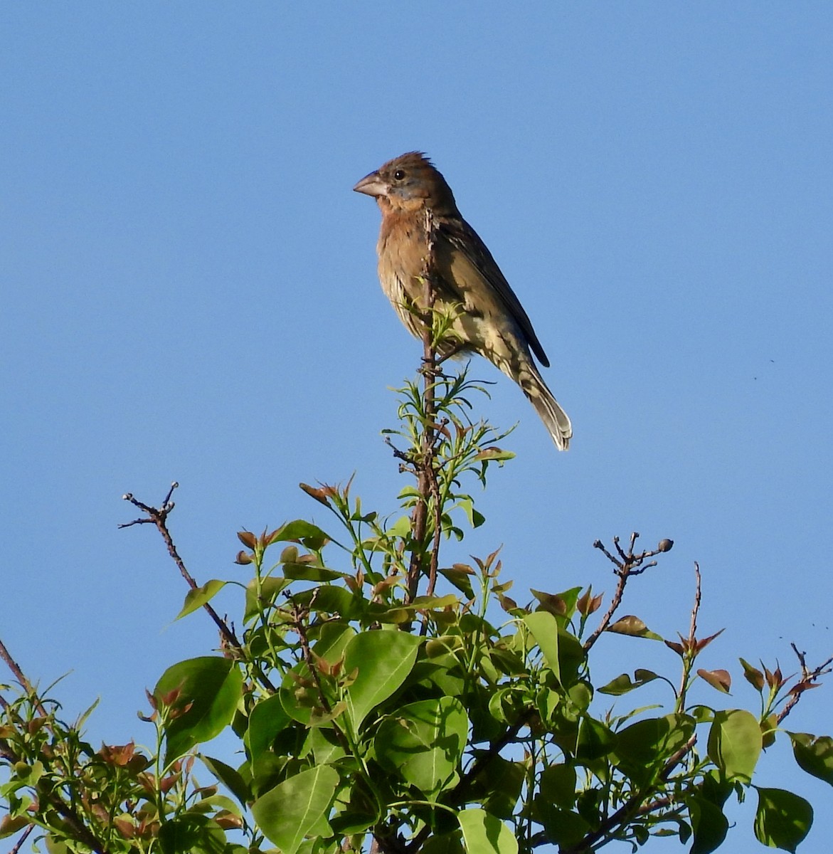 Blue Grosbeak - ML643006757