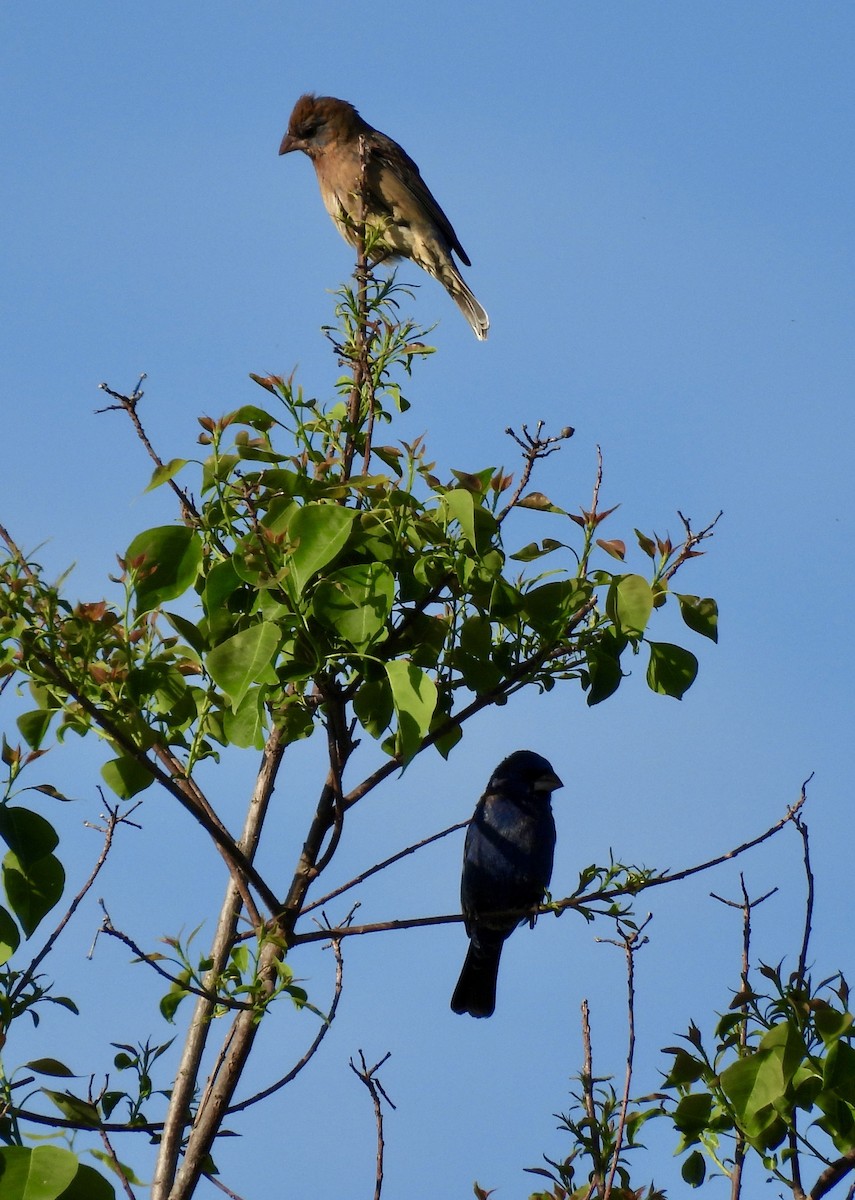 Blue Grosbeak - ML643006758