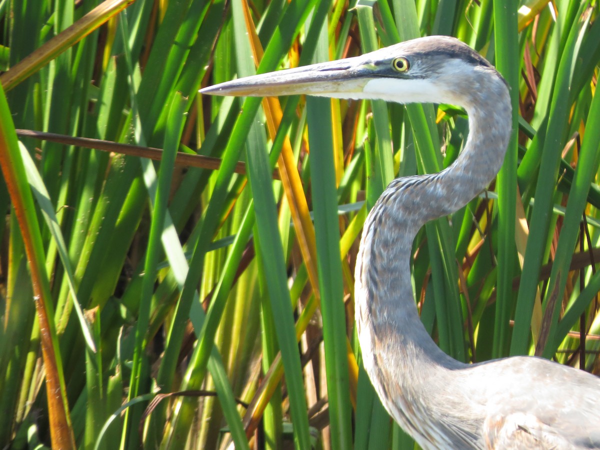 Great Blue Heron - ML643006774