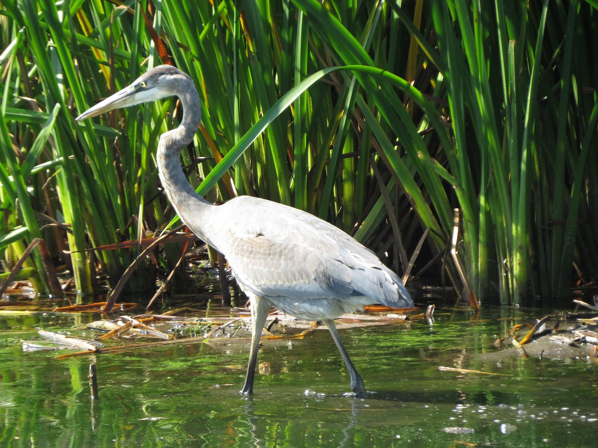 Great Blue Heron - ML643006775