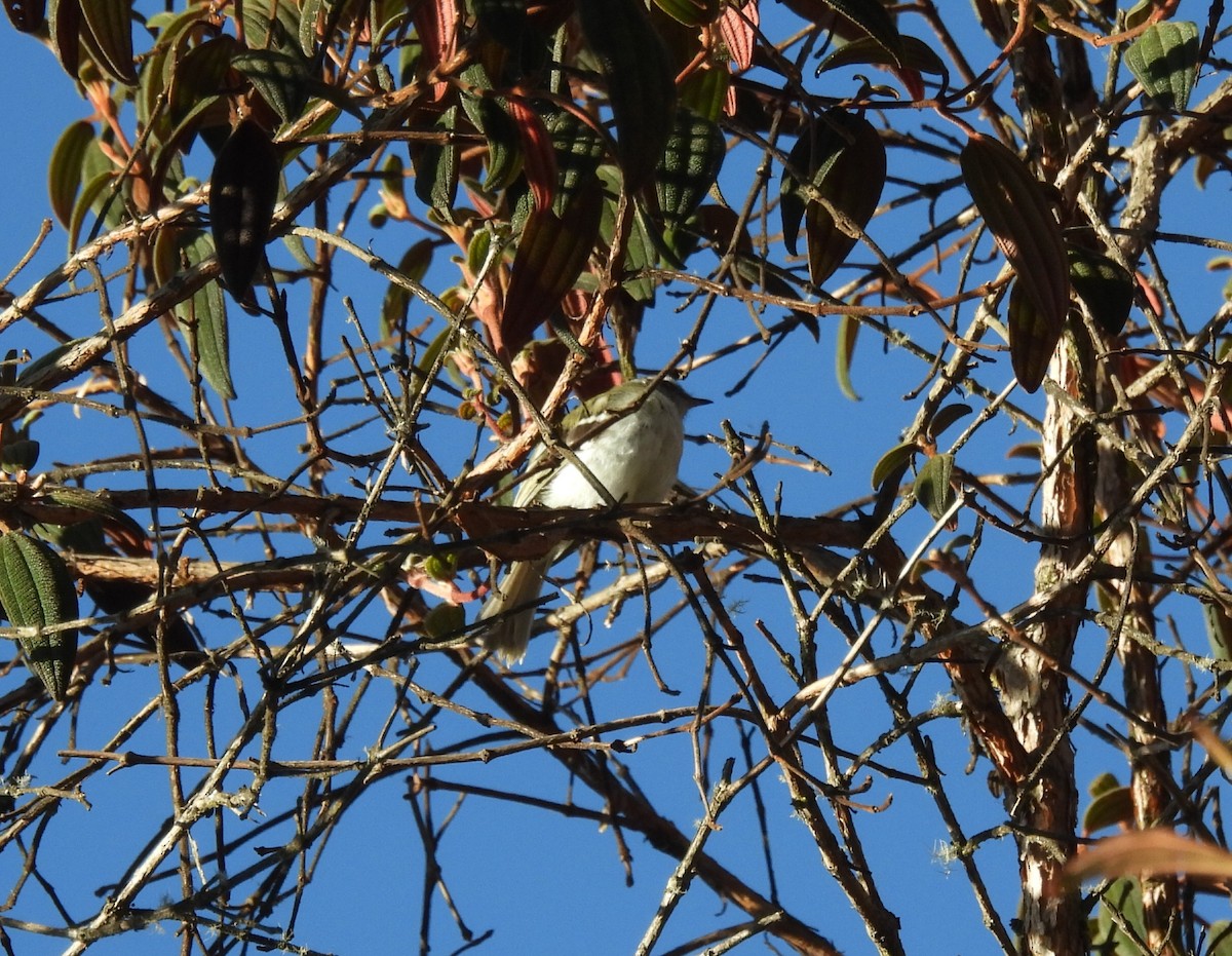 White-banded Tyrannulet - ML643006781