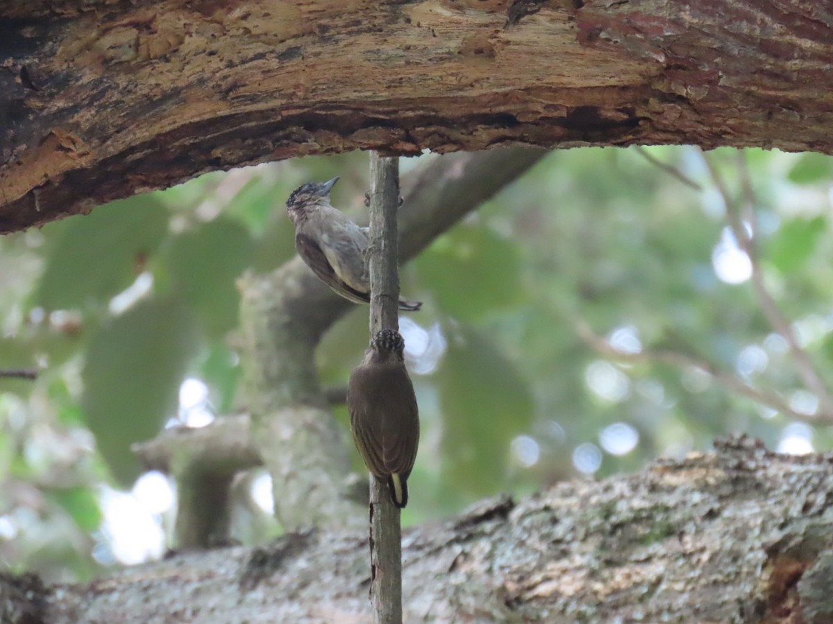 Grayish Piculet - ML643006803