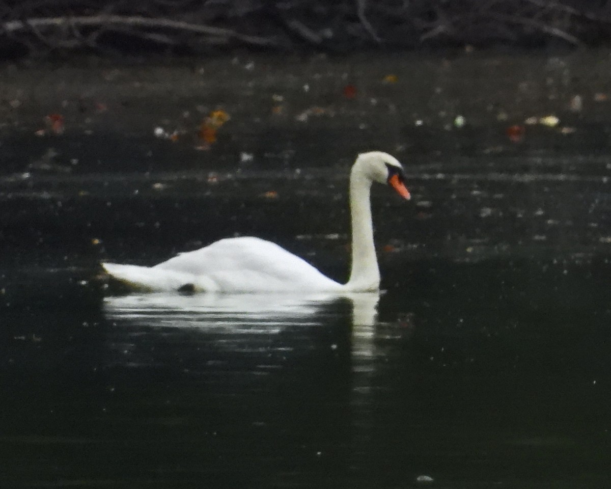 Mute Swan - ML643006813