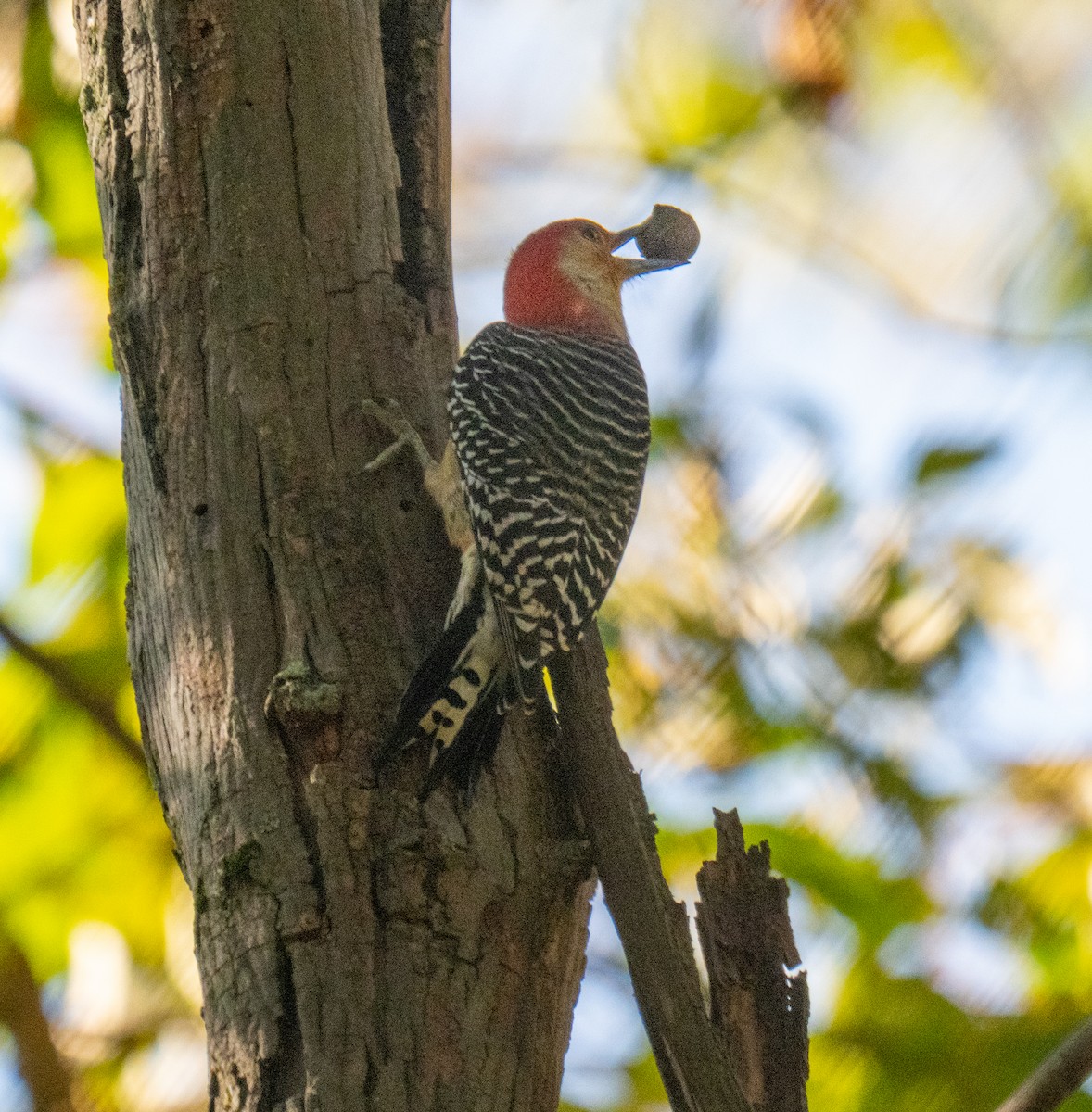Red-bellied Woodpecker - ML643006835