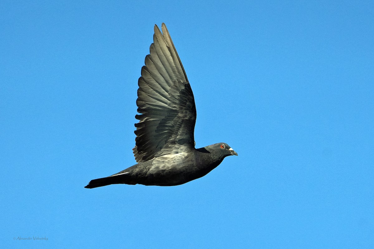 Rock Pigeon (Feral Pigeon) - ML643006846