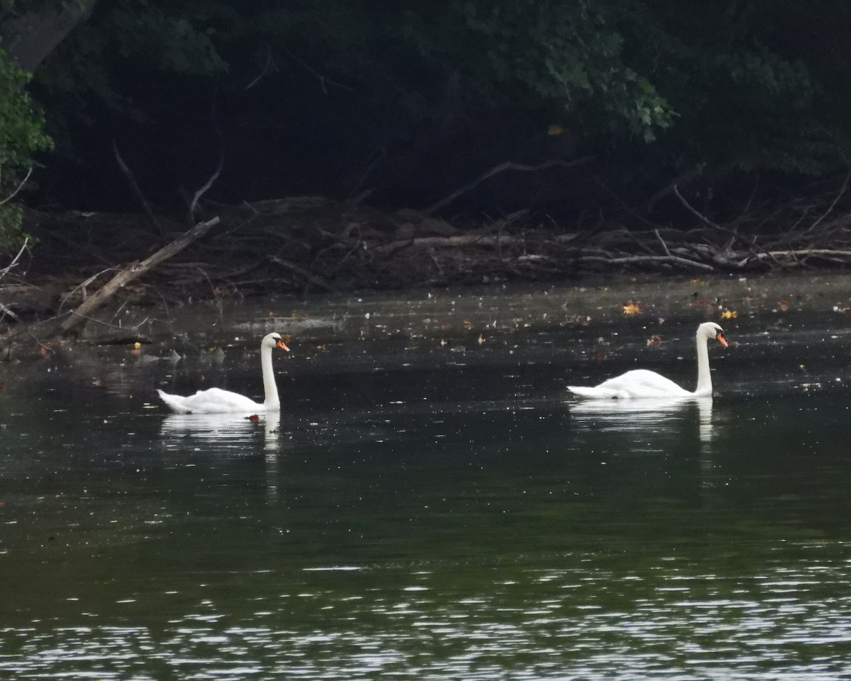 Mute Swan - ML643006852