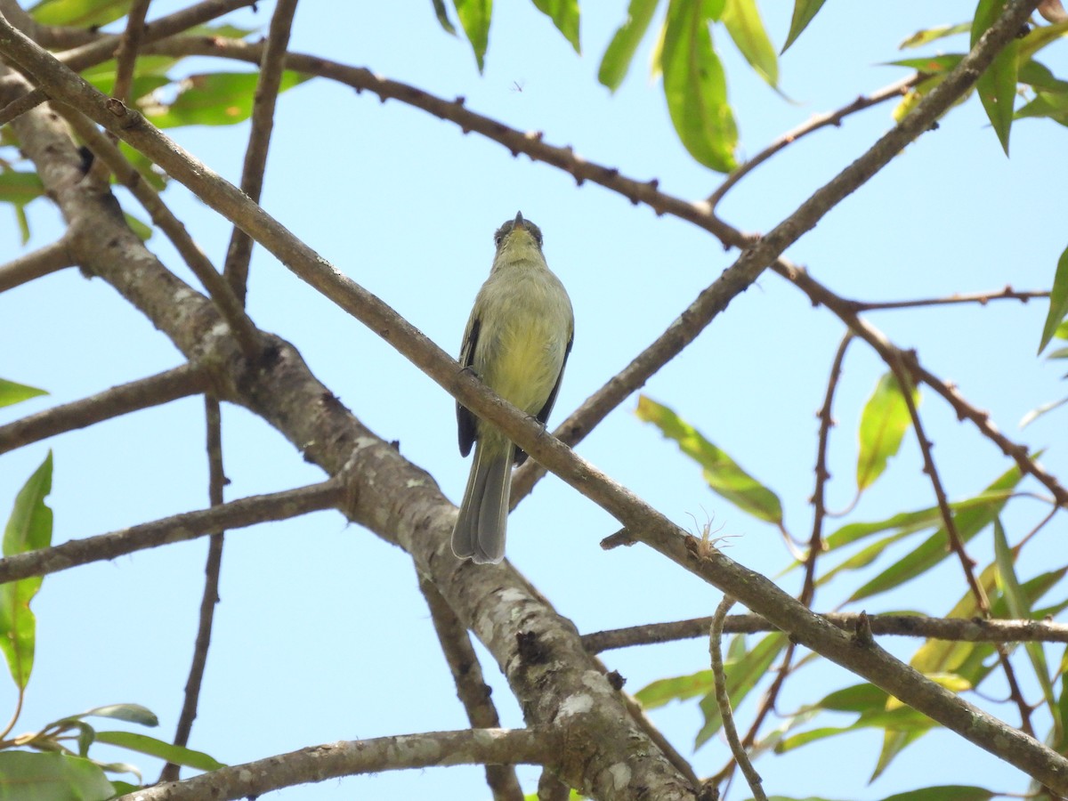 Piojito de Los Pinos - ML643006857
