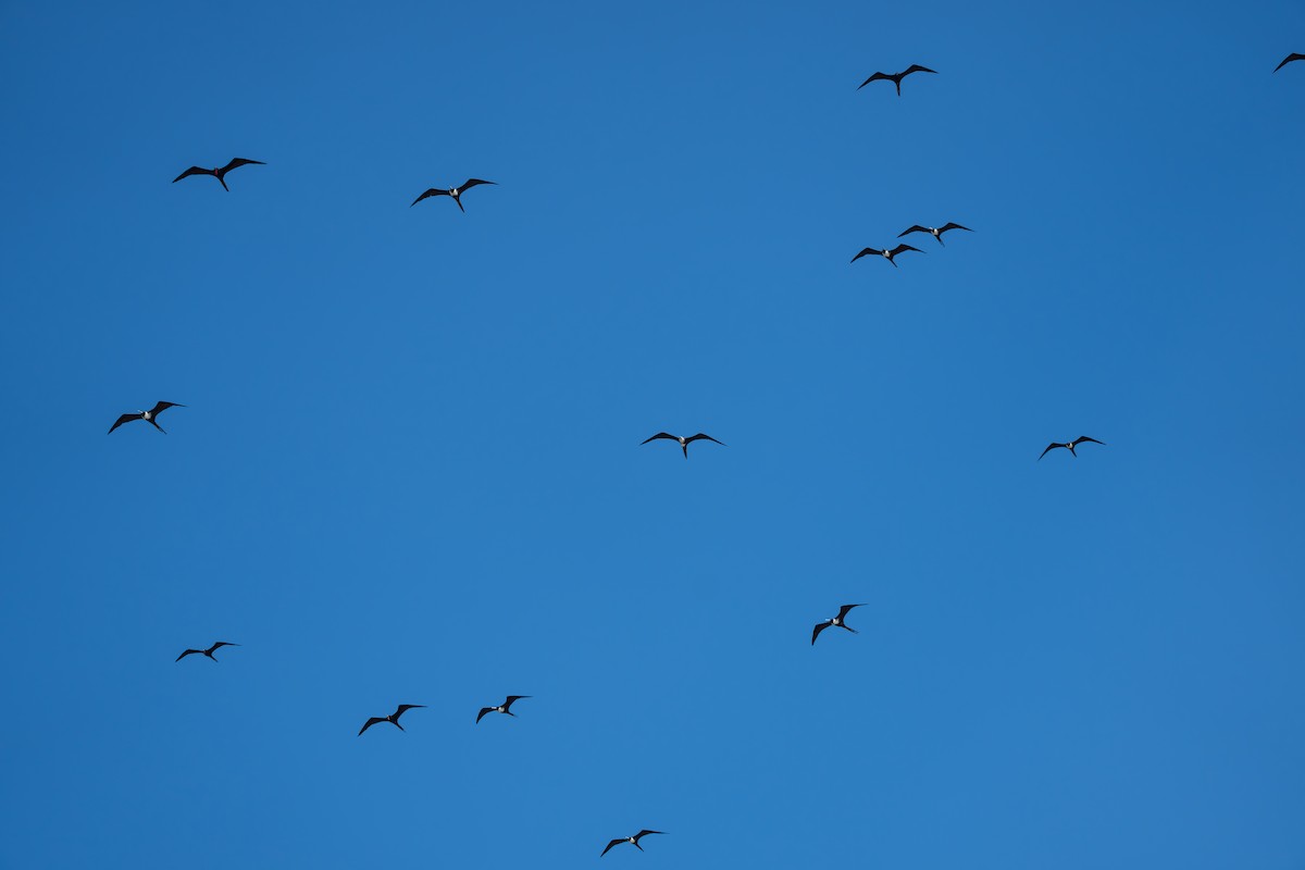 Magnificent Frigatebird - ML643006866