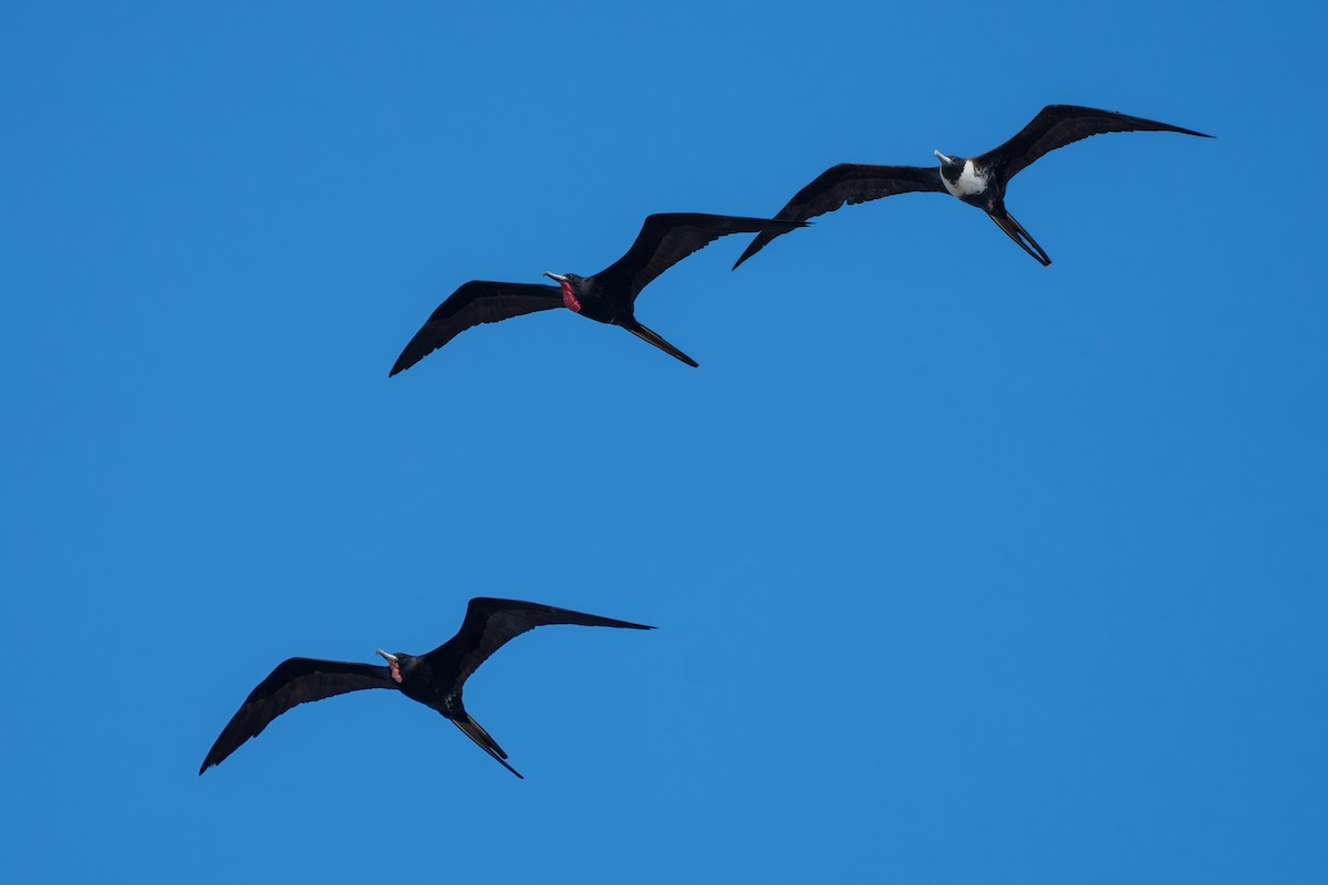 Magnificent Frigatebird - ML643006872
