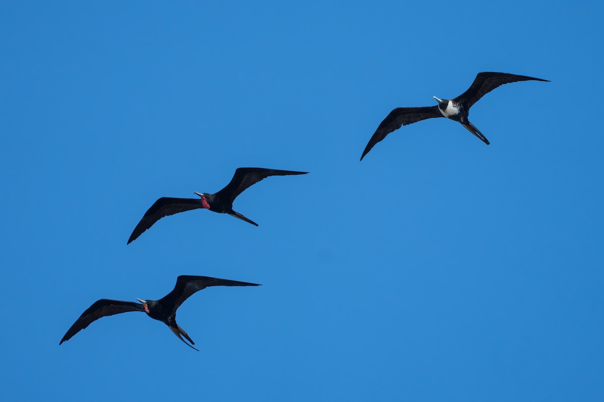Magnificent Frigatebird - ML643006873