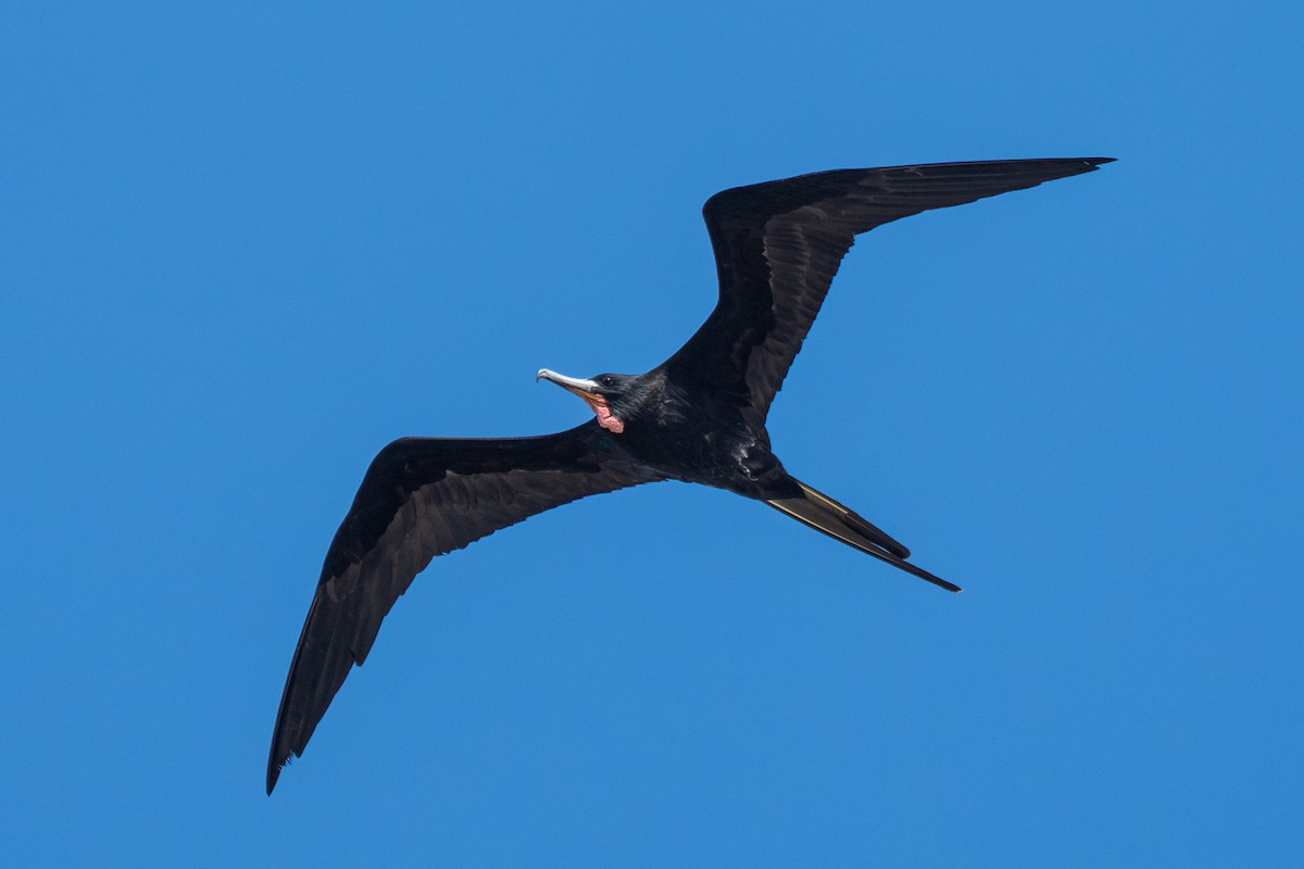 Magnificent Frigatebird - ML643006880