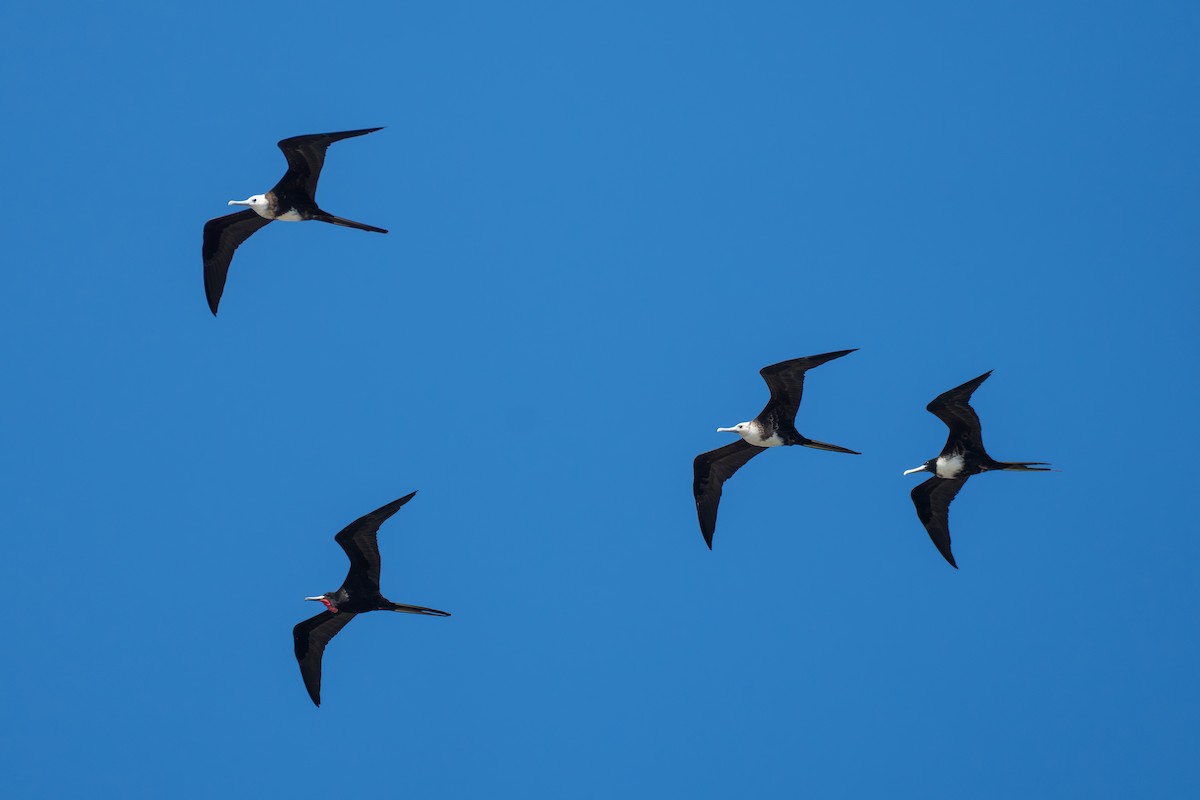 Magnificent Frigatebird - ML643006883