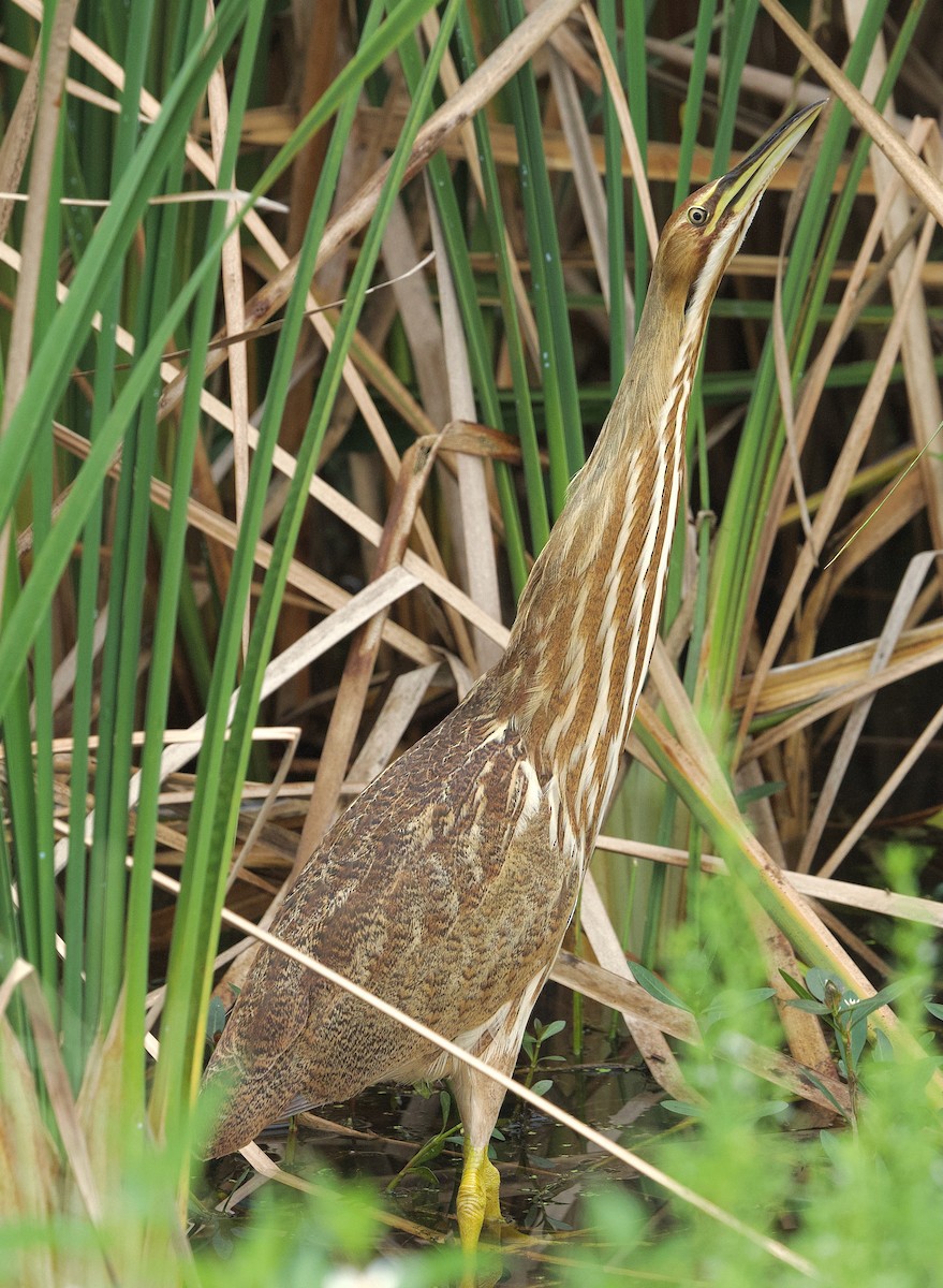 American Bittern - ML643006886