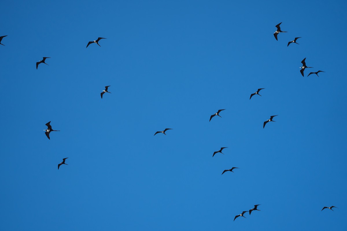 Magnificent Frigatebird - ML643006887