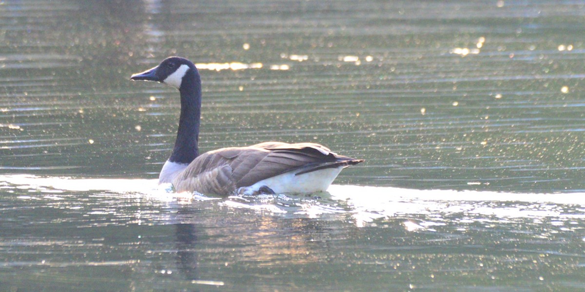 Canada Goose - ML643006903