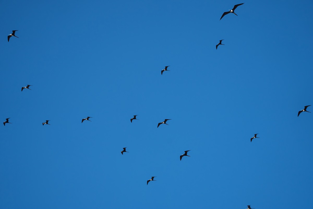 Magnificent Frigatebird - ML643006912