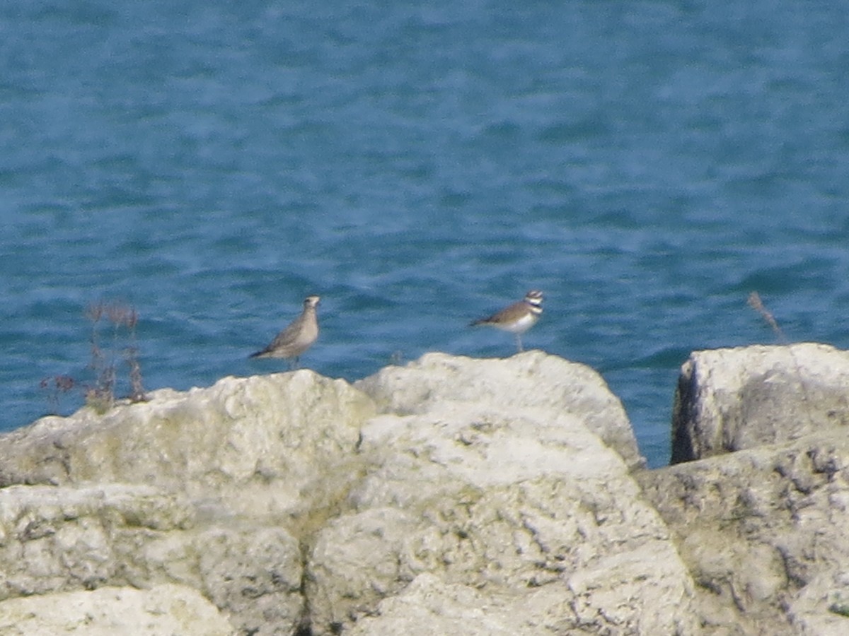 American Golden-Plover - ML643006915