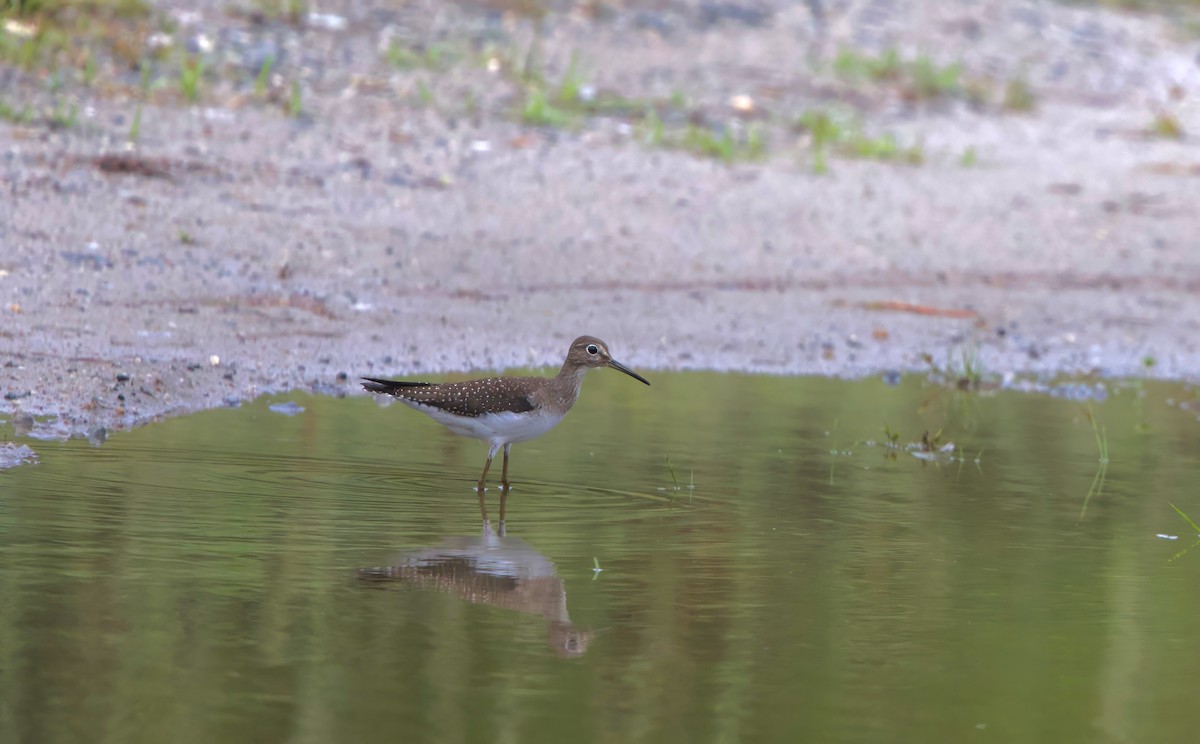 Solitary Sandpiper - ML643006918