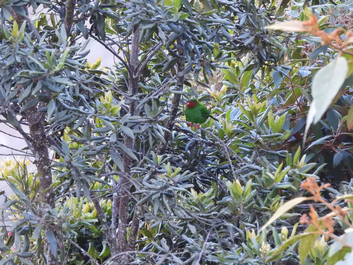 Grass-green Tanager - ML643006922