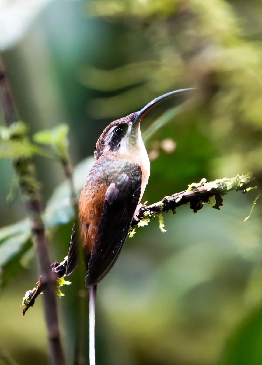 Tawny-bellied Hermit - ML643006926