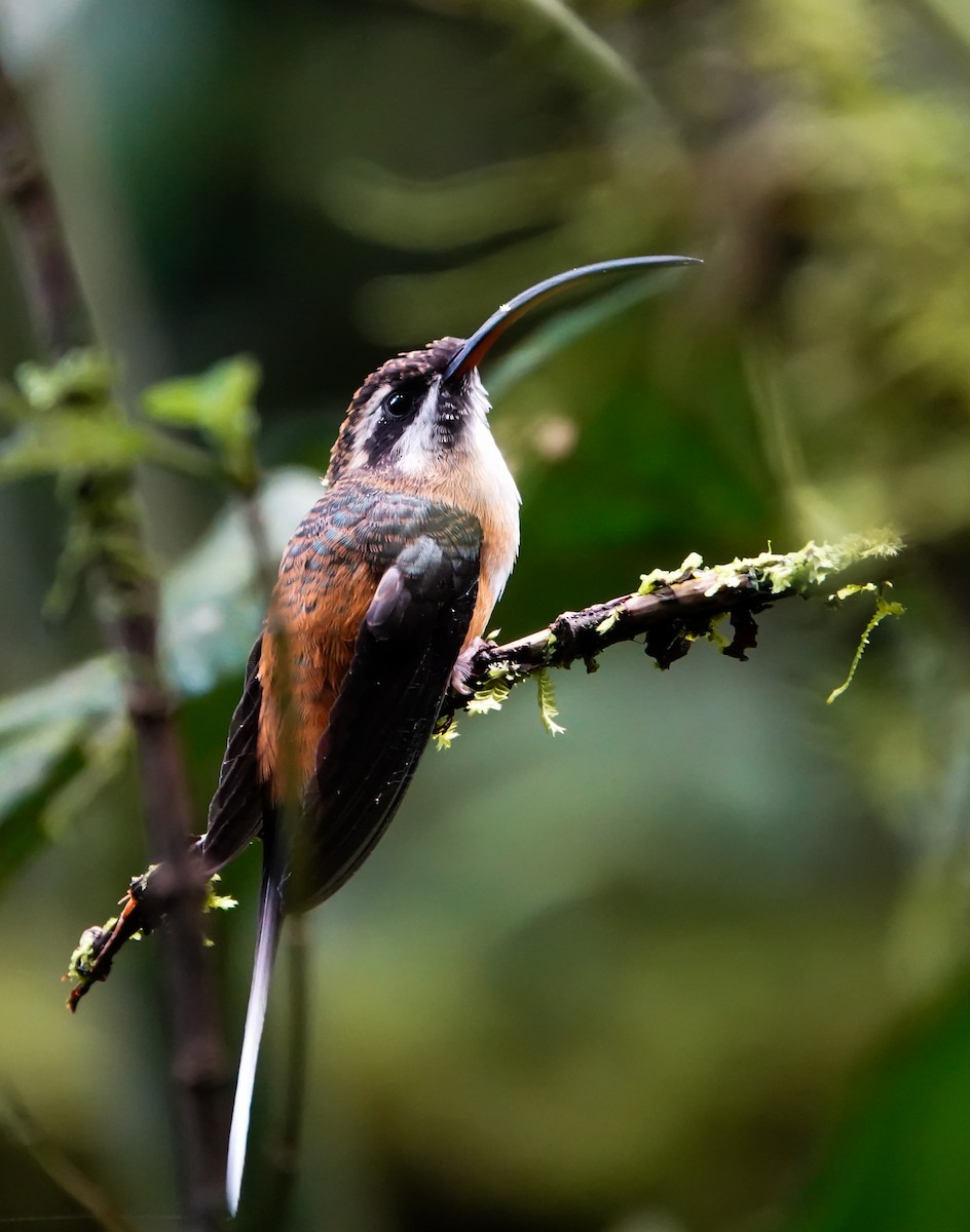 Tawny-bellied Hermit - ML643006927